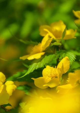 2016.04.12脇役のヤマブキ　松島